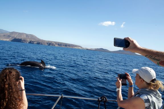   Dette er et av Europas aller beste steder å se hval  