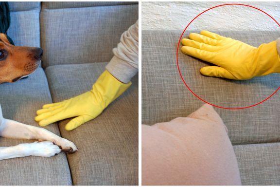 Sjekk trikset: Slik fjerner du enkelt hundehår fra sofaen