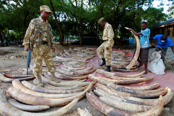 Kina forbyr handel med elfenben. Den kan bli redningen for den afrikanske elefanten.
