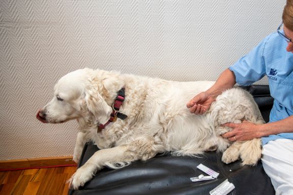 Veterinærer mener akupunktur kan brukes mot smerter hos dyr