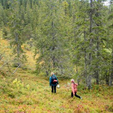Norge kan ikke uten videre telle skog som EU for å nå klimamålene