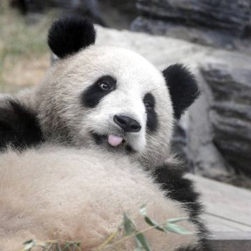De to pandaene spiser bambus for 16 millioner i året. Nå kan de bli tvangssendt til Kina.