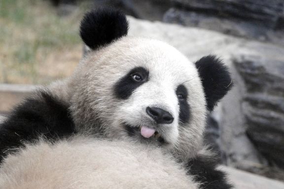 De to pandaene spiser bambus for 16 millioner i året. Nå kan de bli tvangssendt til Kina.