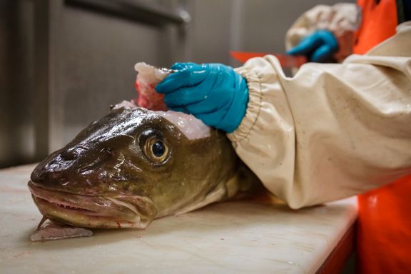 Aftenposten mener: Enighet om torsk er et lys i mørket