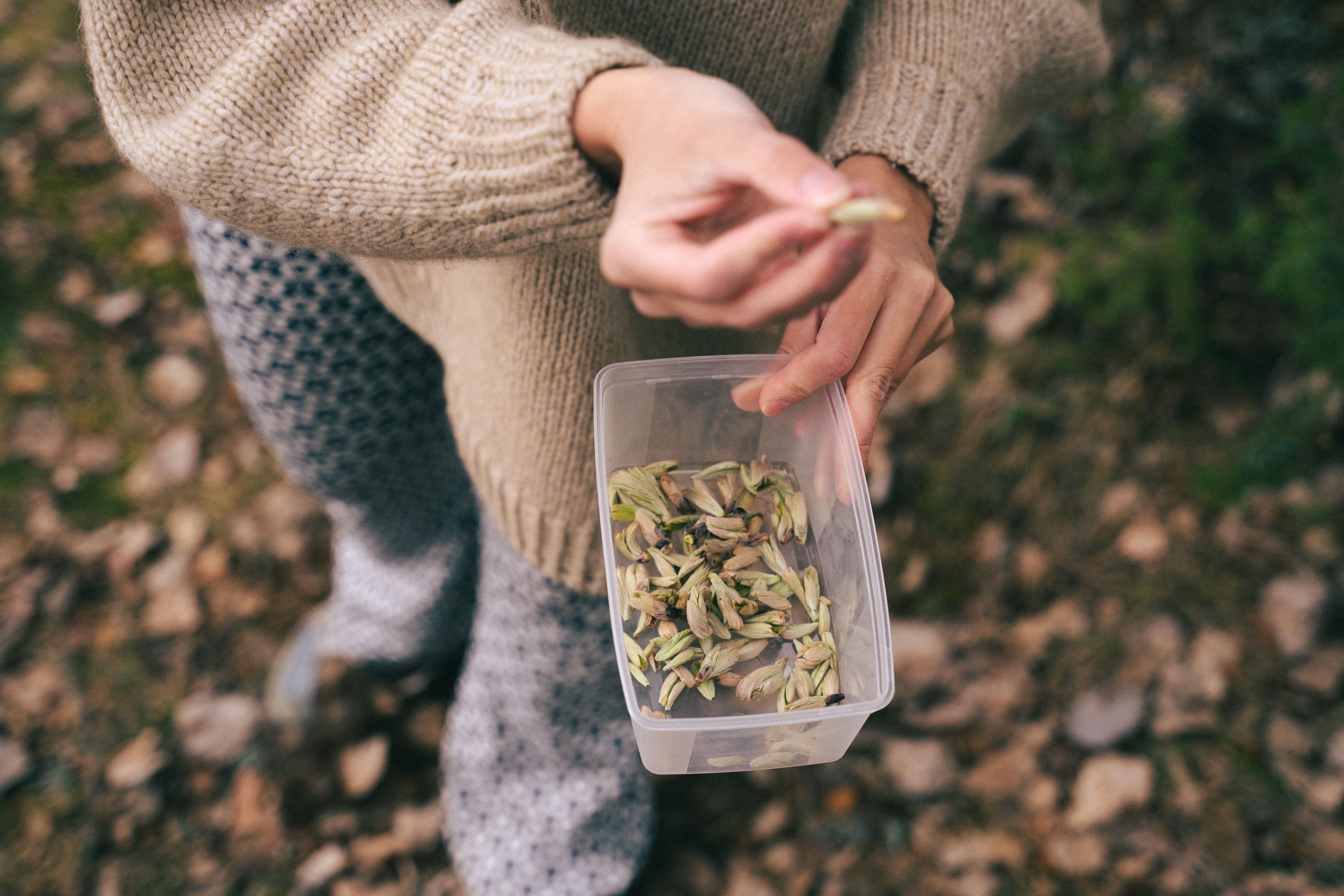 Sånn ser rognskudd ut når det er renset og puttet i boksen. Snart skal de være med på å forvandle en litt kjedelig fløteis til en artig dessert du kan imponere med.