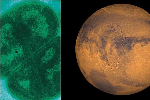 Kan verdens tøffeste bakterie overleve på Mars?   