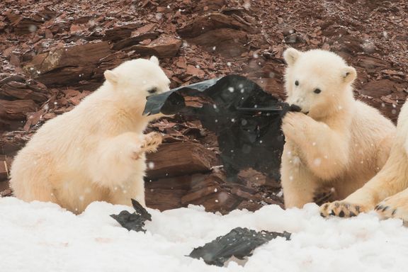 Her tygger isbjørnungene på plastsøppel. Økende problem i Arktis.