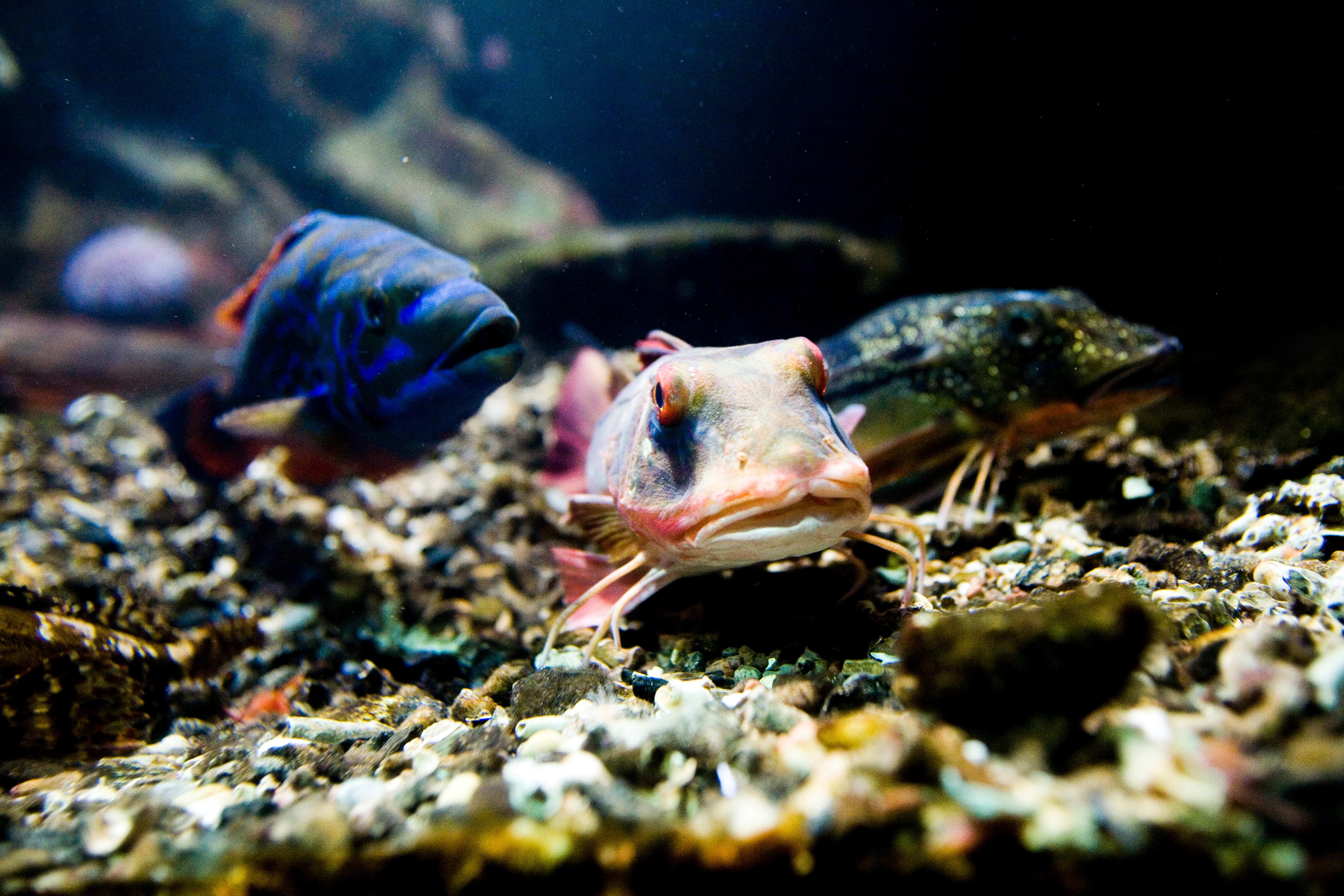 Seks dagsturer med bil nær Oslo