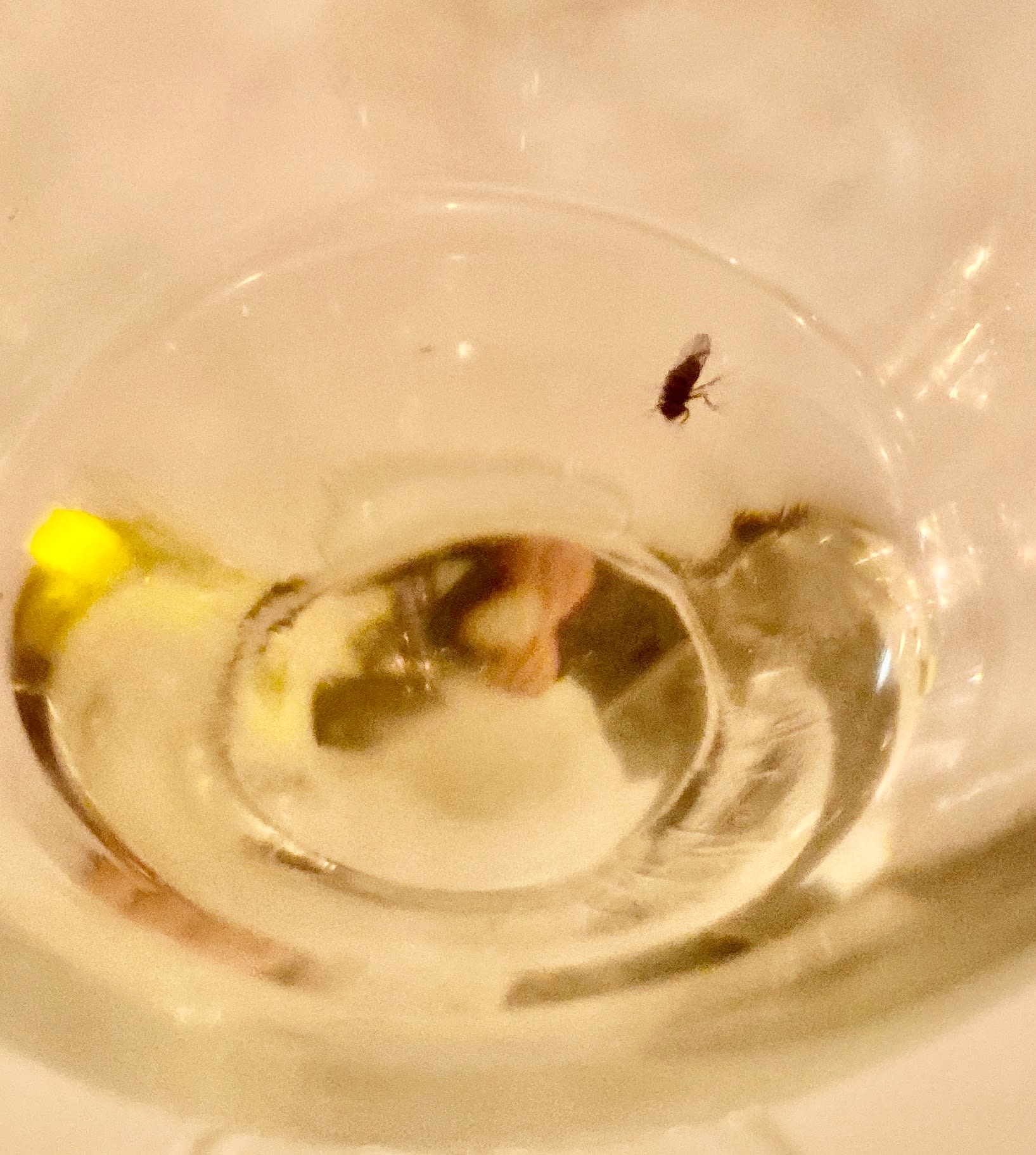 Små fluer suser rundt i lokalet. En av dem gikk rett på vinen.