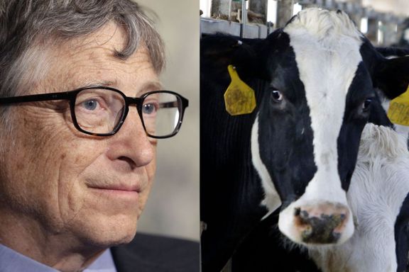 Målet er å hjelpe de aller fattigste. Bill Gates satser millioner på at løsningen er en superku.