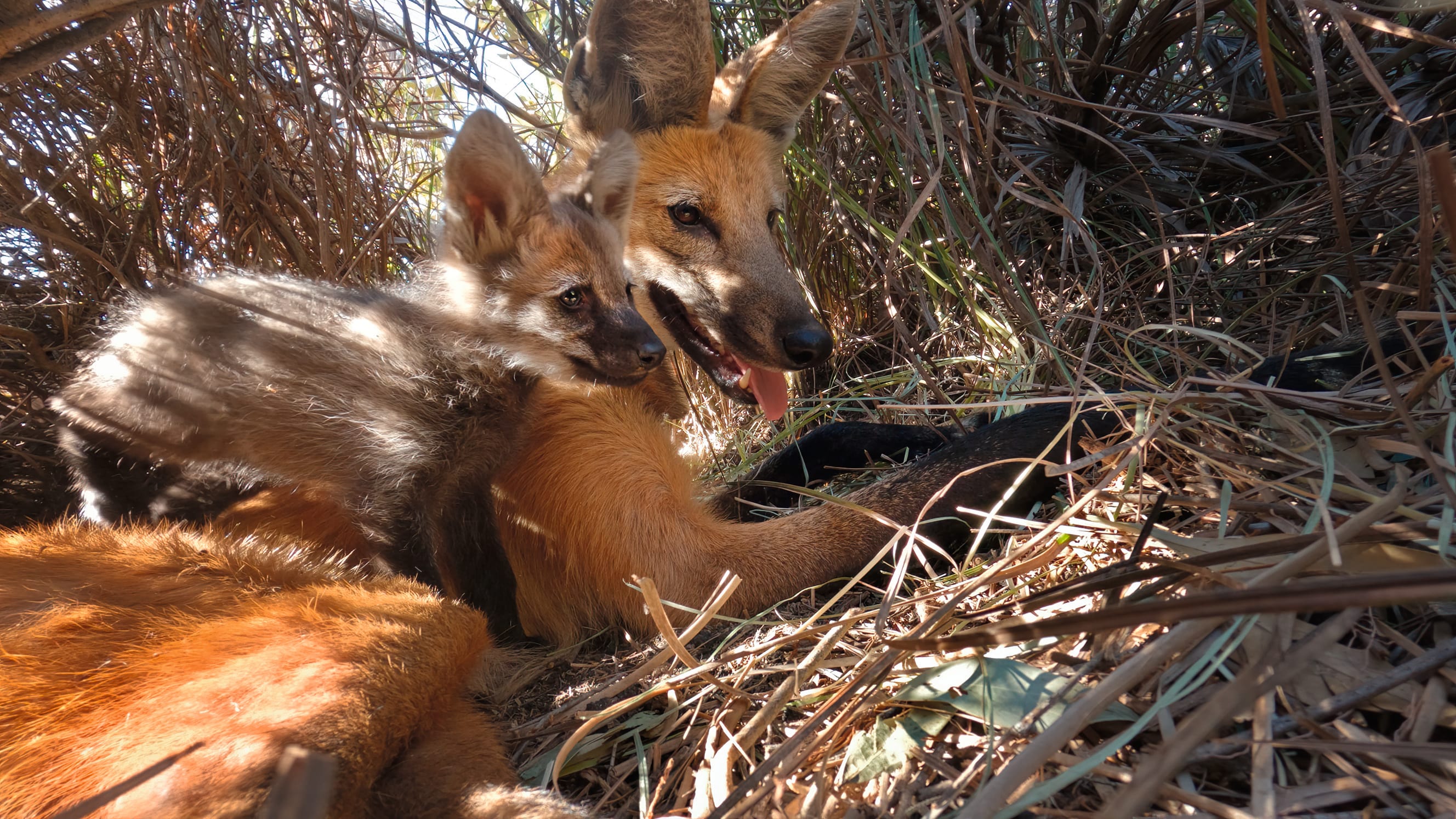Truet art: De brasilianske mankeulvene (som ikke er en ulveart) sjarmerer enormt i «Planet Earth III». Forhåpentlig så mye at de får bedre beskyttelse mot menneskeskapte gressbranner.