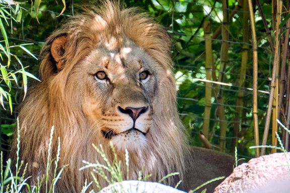 Raser mot dyrepark som lot publikum se løver spise slaktet sebra 