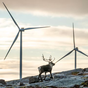 Høyre, Venstre, KrF og Frp vil gi kommunene vetorett over vindkraft