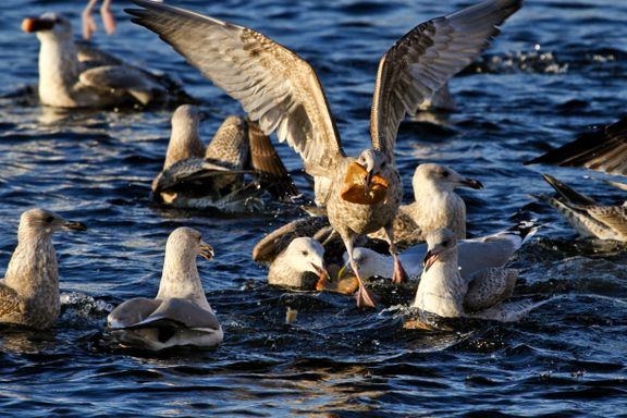 Fugleinfluensa-virus sprer seg også i Norge: – Ingen grunn til å plukke opp døde fugler