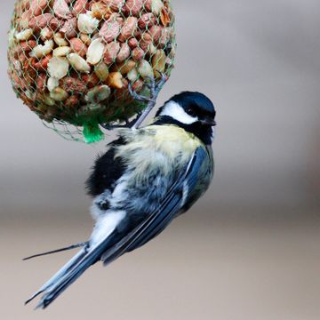 Ekspert: Slutt å mate fuglene etter påske