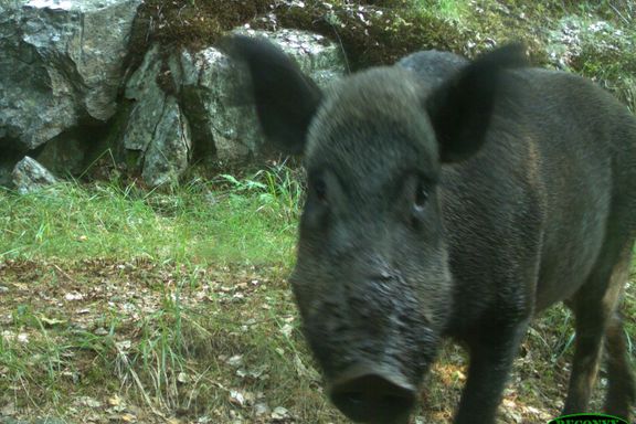 Etter over 1000 års fravær gryntes det i norske skoger. Er villsvinet en trussel?