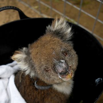 Nye koaladødsfall vekker oppsikt. Tusenvis er alt drept i skogbrannene. 