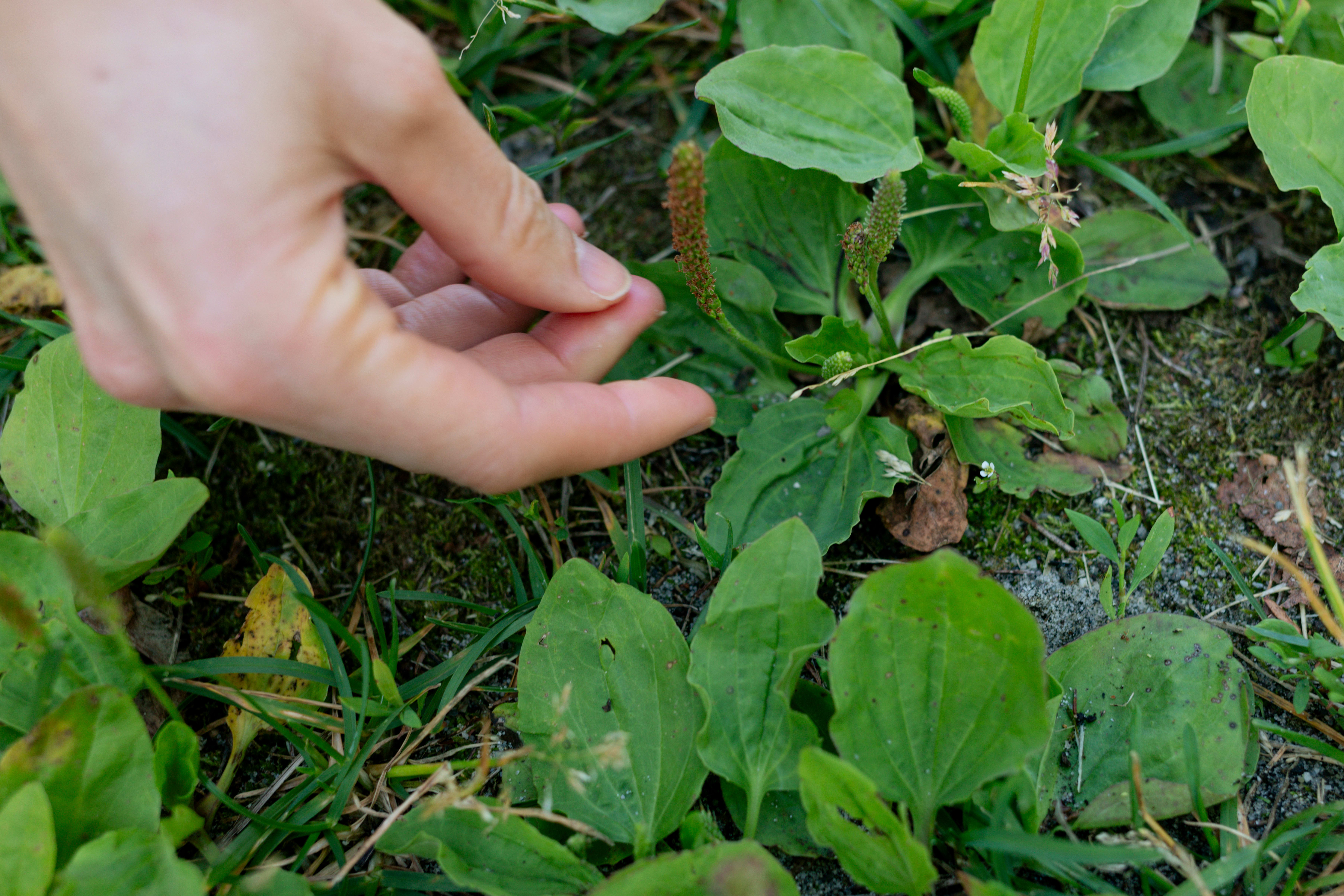 Dette ugresset har du garantert tråkket på før!