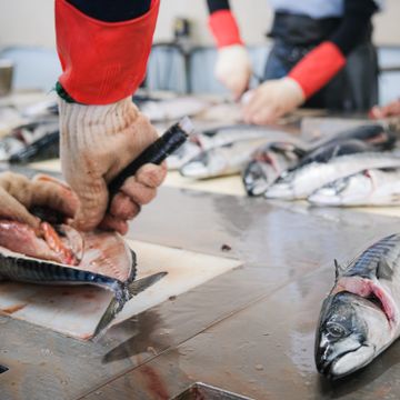 Japanerne er helt ville etter fisken. Men i år rynker de på nesen over den norske makrellen. 