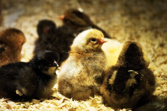 Forskere mener de kan hindre slakting av milliarder av hann-kyllinger