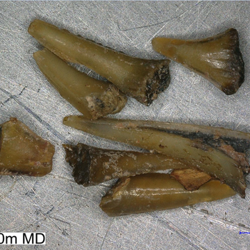 Lundin lette etter olje – fant 140 millioner år gamle tenner 