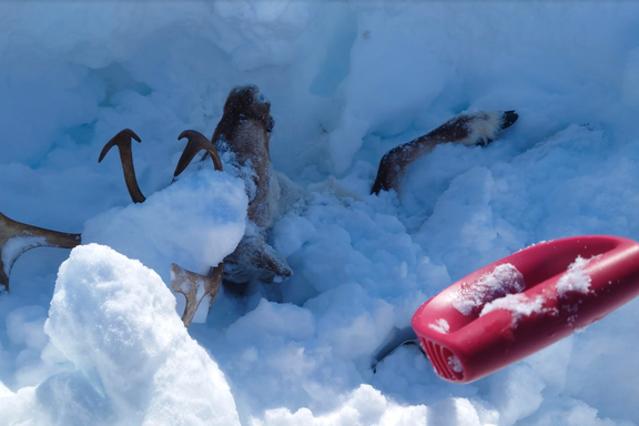 Turgåere fant døde reinsdyr på vidda