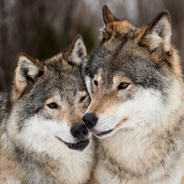 Dyrevernorganisasjoner sjokkert etter at staten fikk medhold i ulvesaken