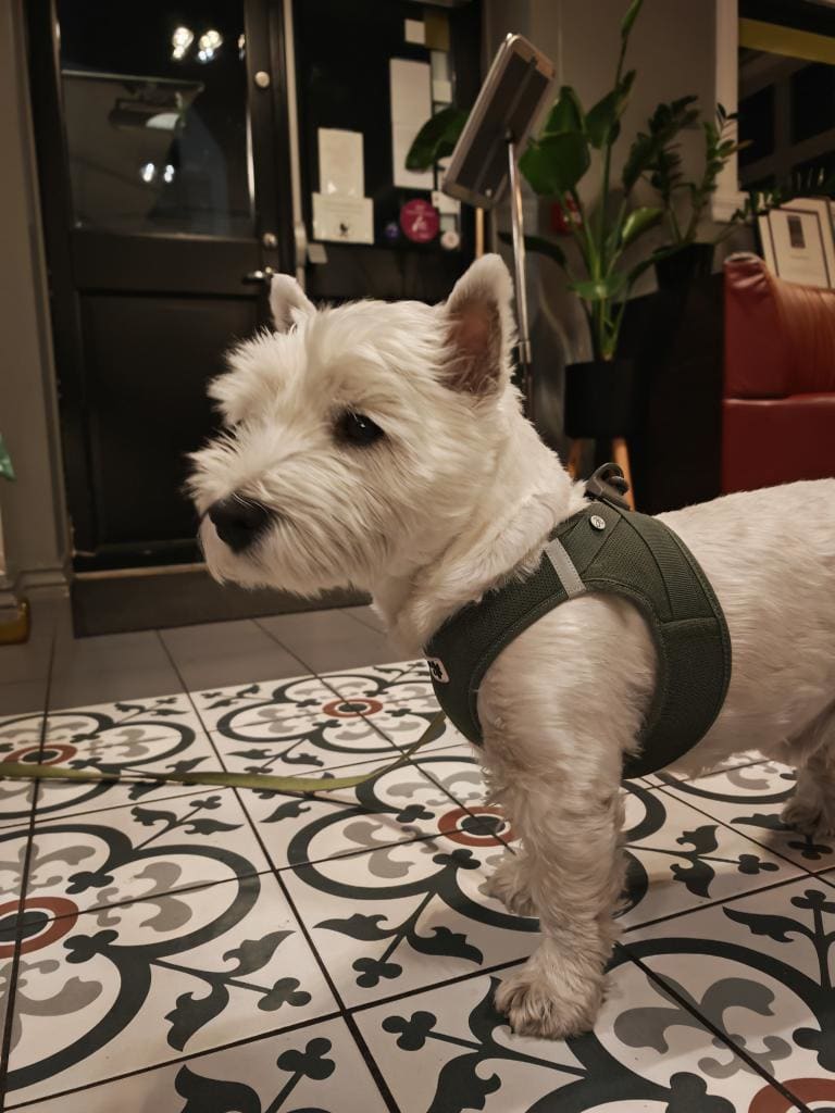 De beste barene – med hund!