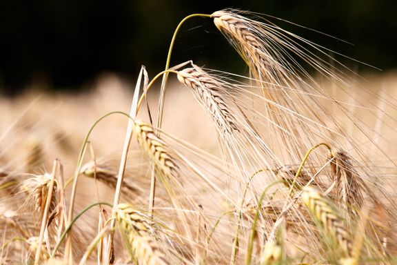 Regjeringen dropper kornlager til krisebruk