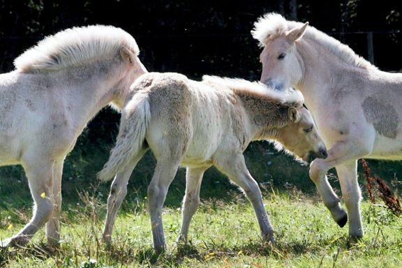 Ny forskning: Slik kan hester «fortelle» oss hva de ønsker