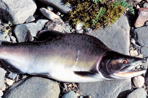 Norske fiskere tok 31,5 tonn av denne uønskede laksetypen i fjor