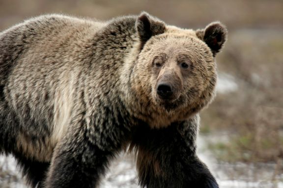 Dommer stanset jakt på grizzlybjørner