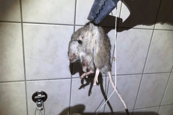 Mann våknet til rotte på hodeputen. Hele boligen var invadert: – Vi har vært redde og forbannet