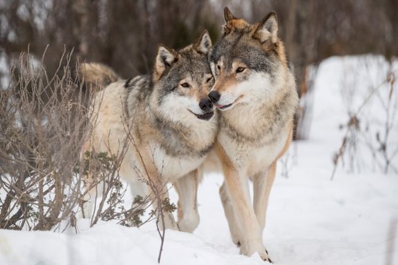 To ulv skutt i Rendalen – lisensjakta opphører