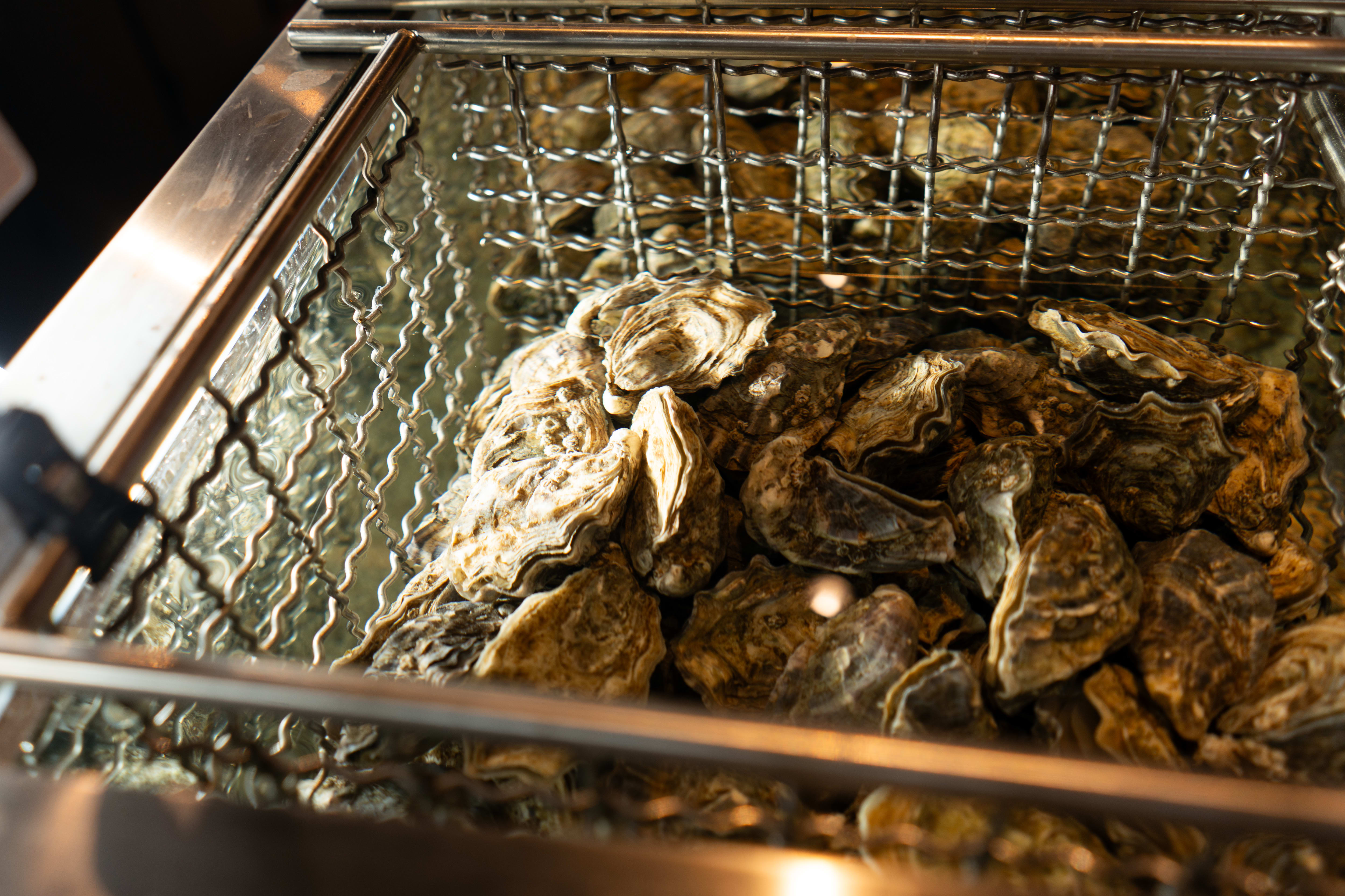 Her er mange varianter av østers. 