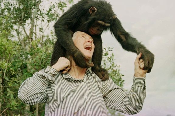 Hun flyttet ut i jungelen for å bo med aper. I dag kalles Jane Goodall for et feministikon.