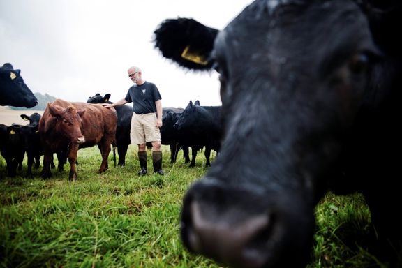 Økobonde mener Gilde lurer kundene med kjøtt fra «grasfora kyr»
