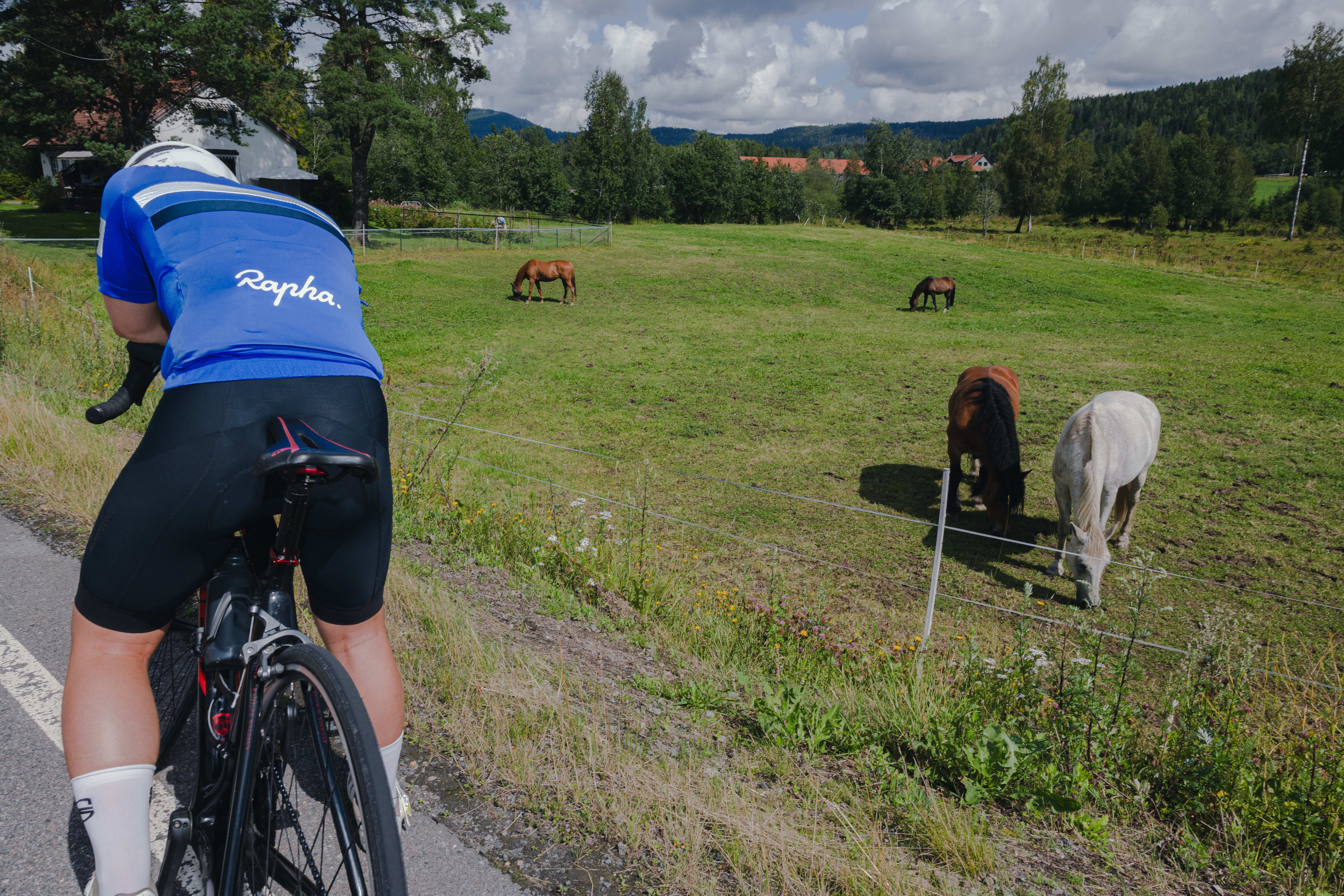 Inn Sørkedalen yrer dyrelivet: hest, geit og Holmenkollen Cykleklubb-syklister i knæsj rosa og glattbarberte legger. 