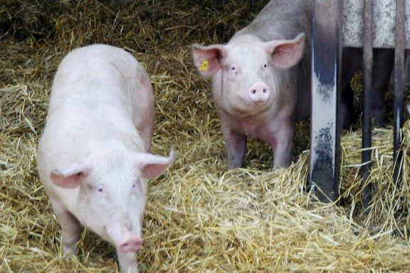 Aftenposten mener: De som har svin på skogen, bør få straff