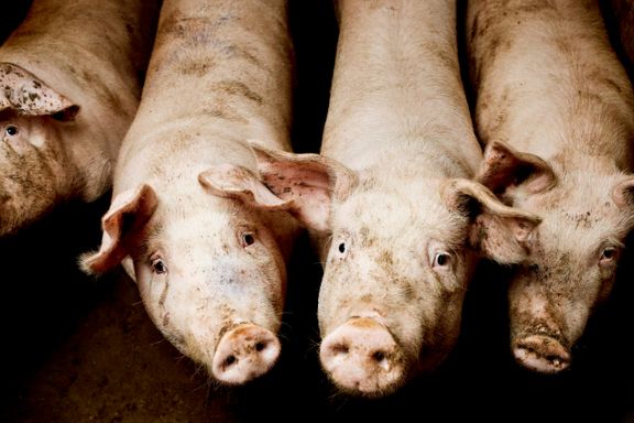 Omstridte svinebønder leverer ennå kjøtt