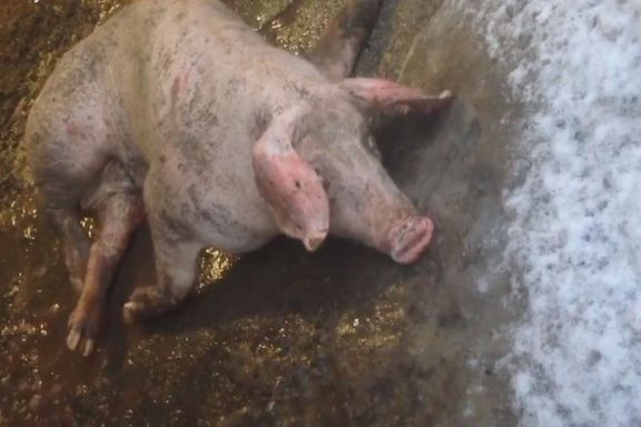  Mattilsynets skrekkbilder fra norske grisefjøs 