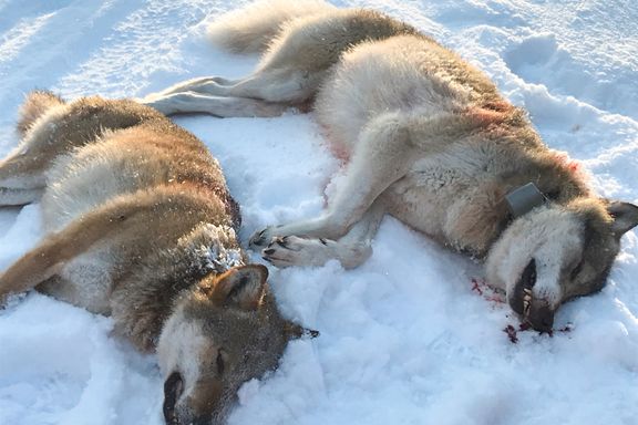 To ulver skutt i Trysil – jakten avsluttet