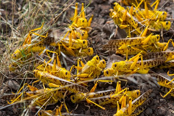 Uvanlig store gresshopper raserer matavlingene. To land erklærer nasjonal krise.