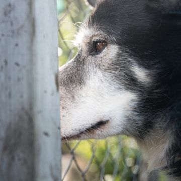 Luk (7) er dømt til avliving. Over 200.000 kroner er samlet inn for å redde hundens liv.