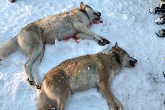 NRK: Oslo byfogdembete stanser ikke jakten på ulvene i Slettås-flokken 