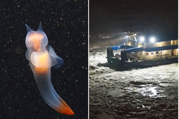 Kunstig lys truer livet i Arktis 