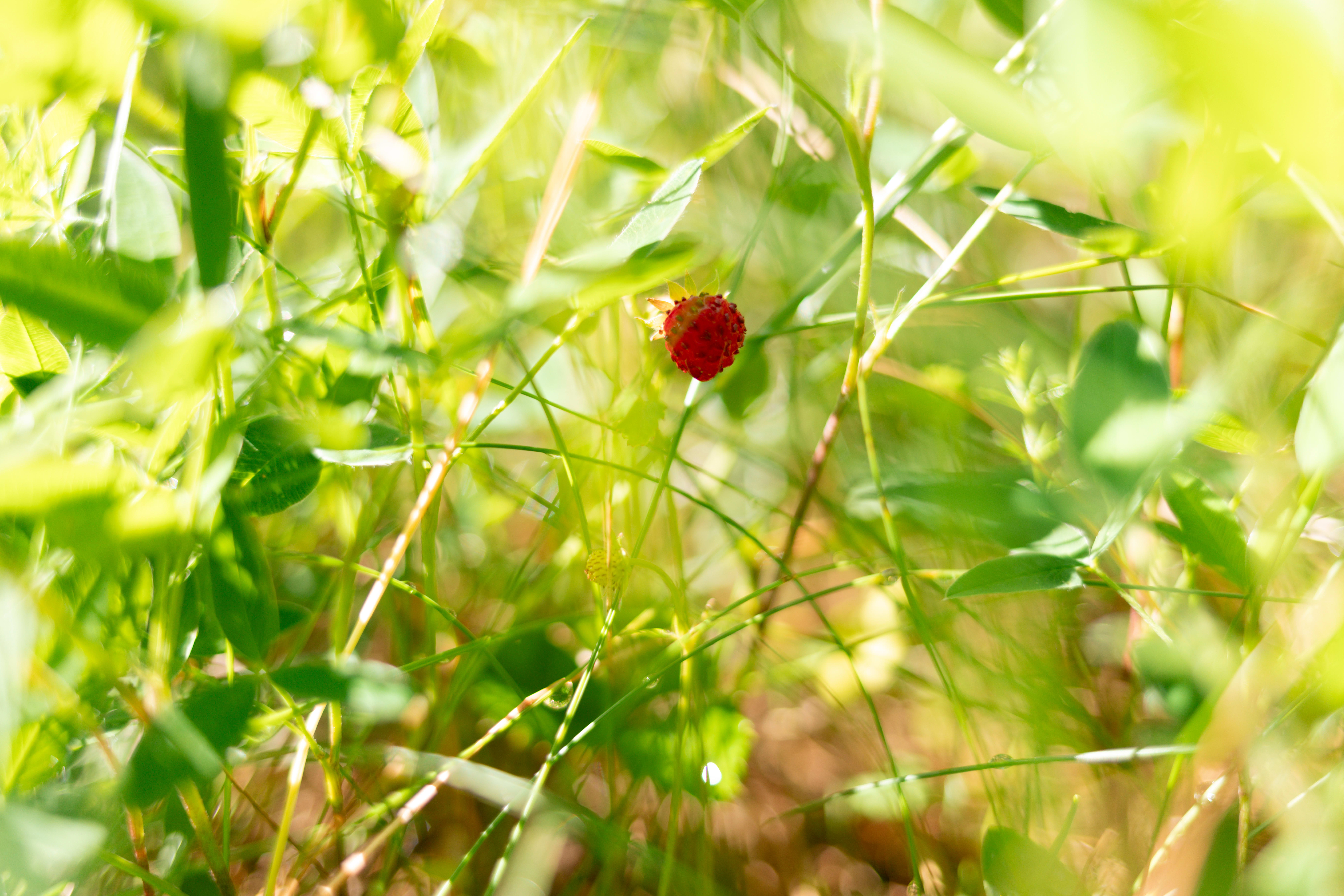 Lavt vokser de, og søte er de. 