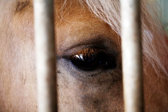 Salmonella-utbrudd blant hester: vet ikke hvor smitten kommer fra 