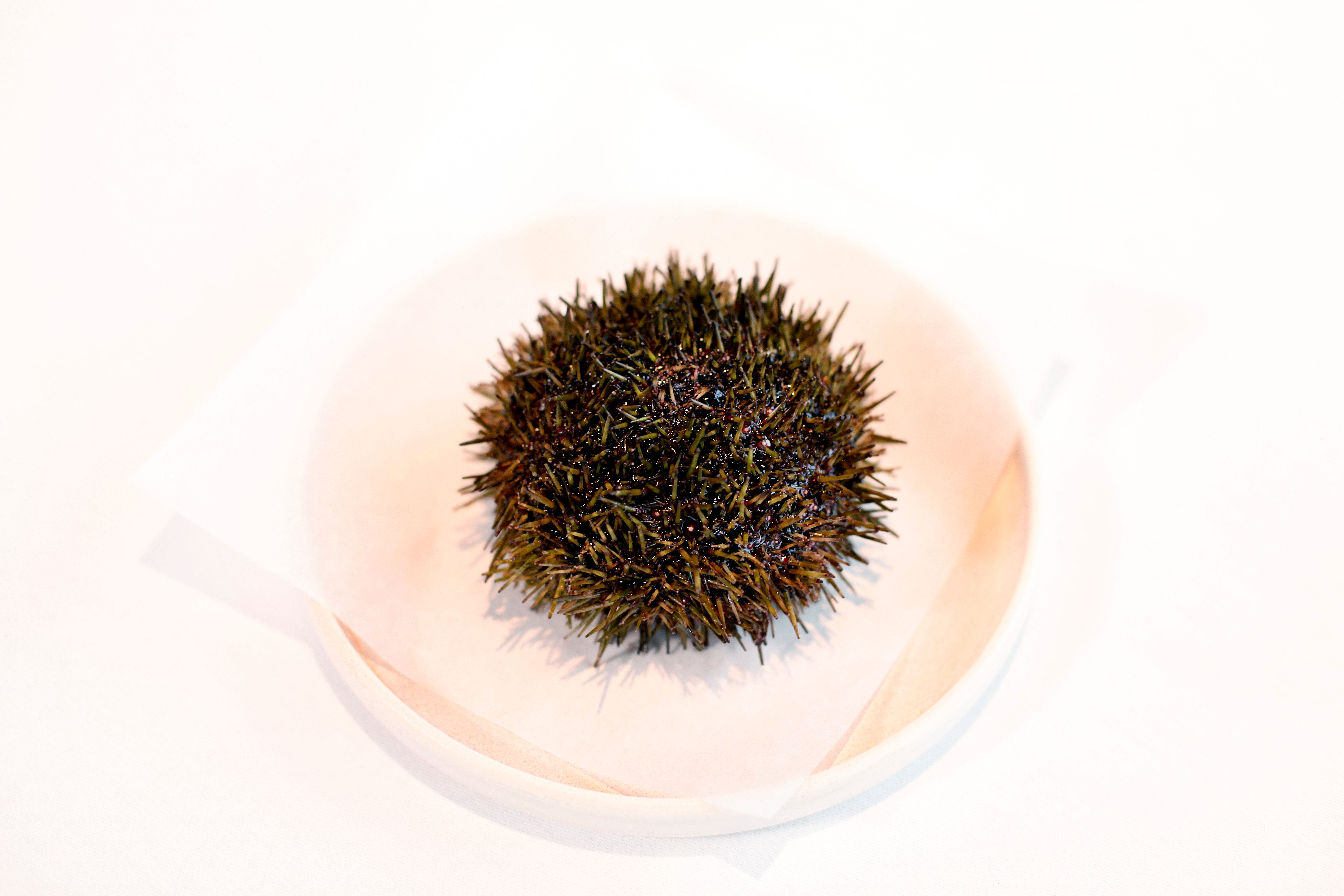 Kråkebolle på restaurant Maaemo i 2014. 