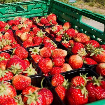 Jordbærprodusenter vurderer å droppe årets sesong